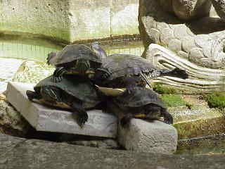 image of turtles in the fountain at our hotel, Hotel d'Arlatan