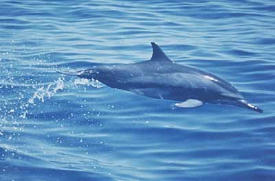 photo of spinner dolphin