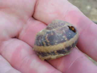 image of snail