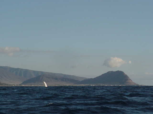 image of humpback fluke