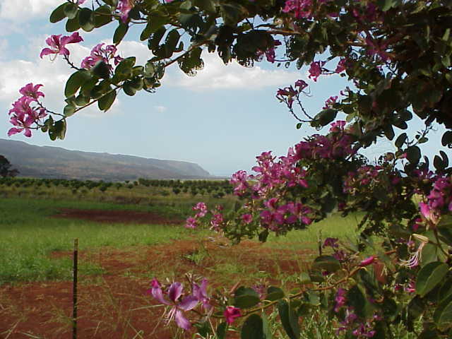 photo of Framed by Pink