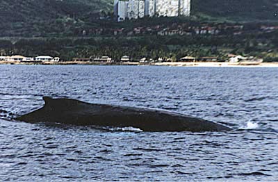 image of humpback