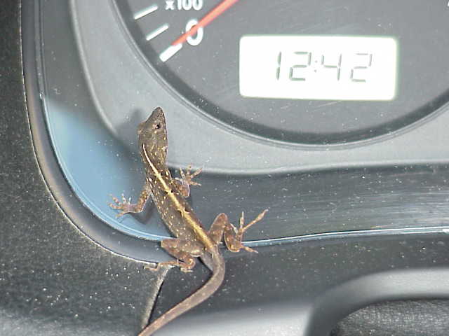 geckodometer