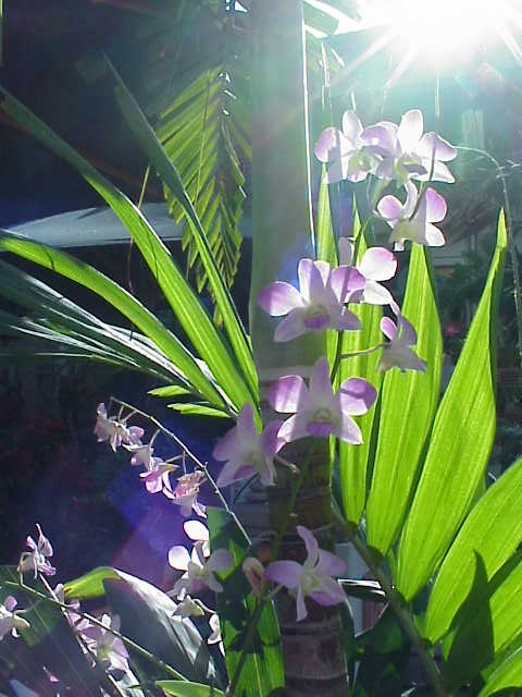 image of orchids, restaurant