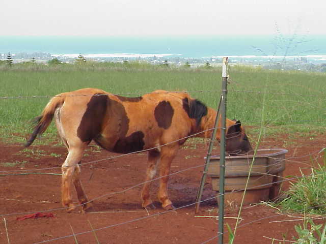 photo of red clay horse