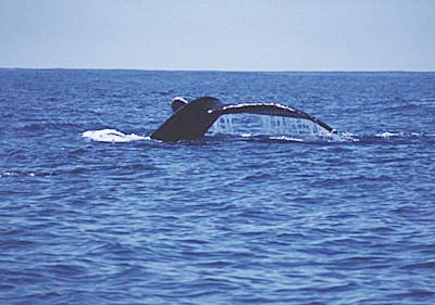 image from www.dolphinexcursions.com